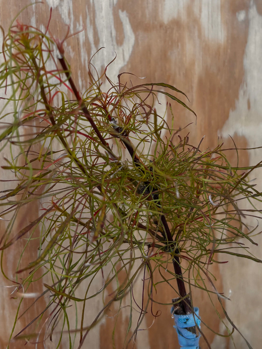 Acer Palmatum ‘Fairy Hair’