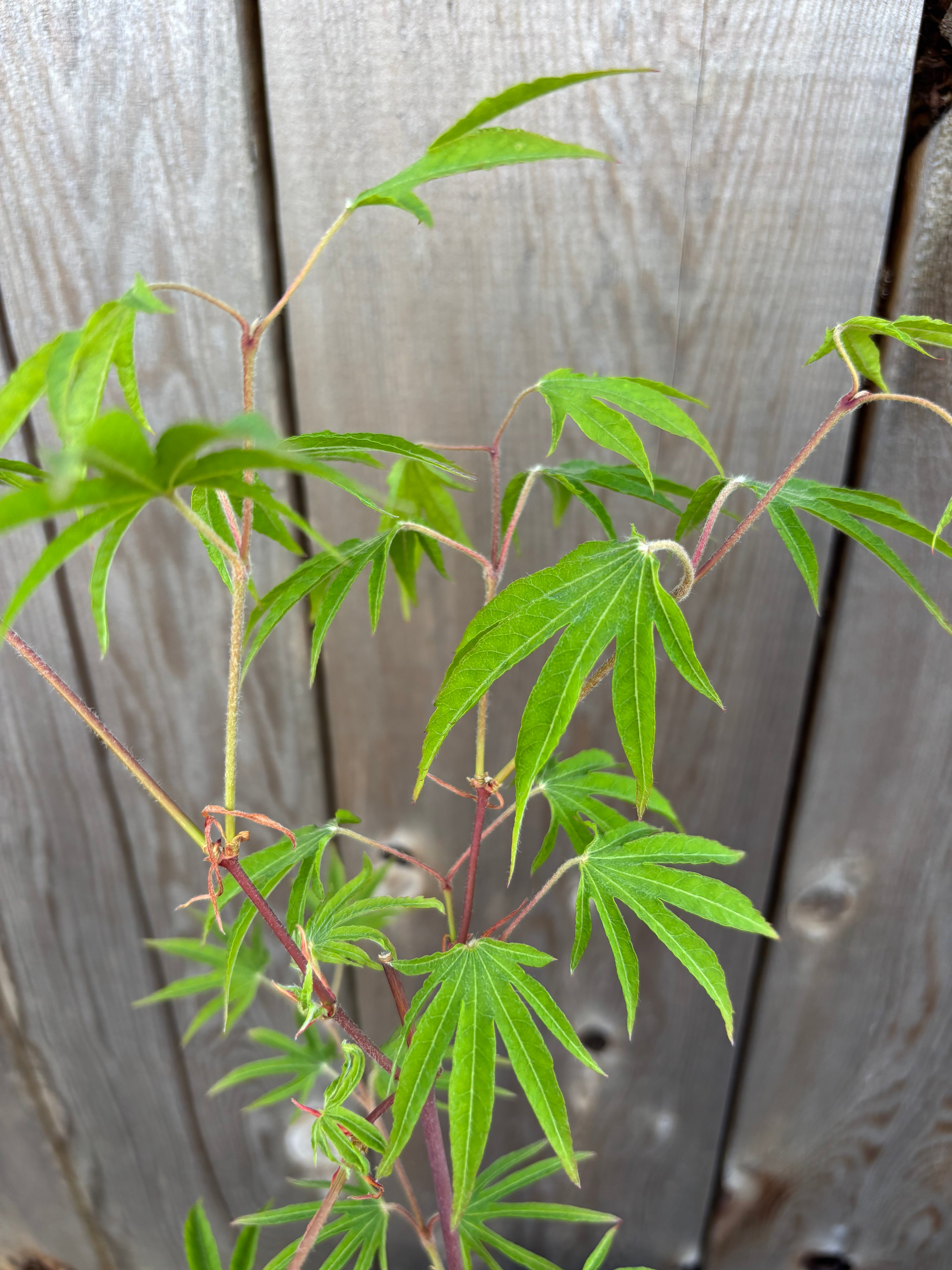 Acer Sieboldianum ‘Shoryu-No-Tsume’