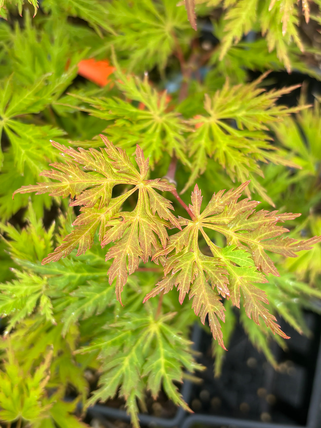 Acer Shirasawanum ‘Green Snowflake’