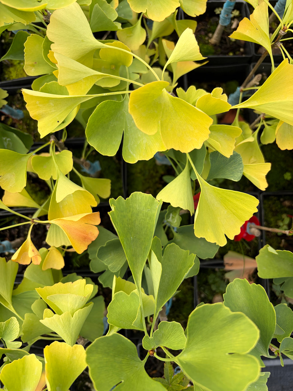 Ginkgo ‘Snow Cloud’