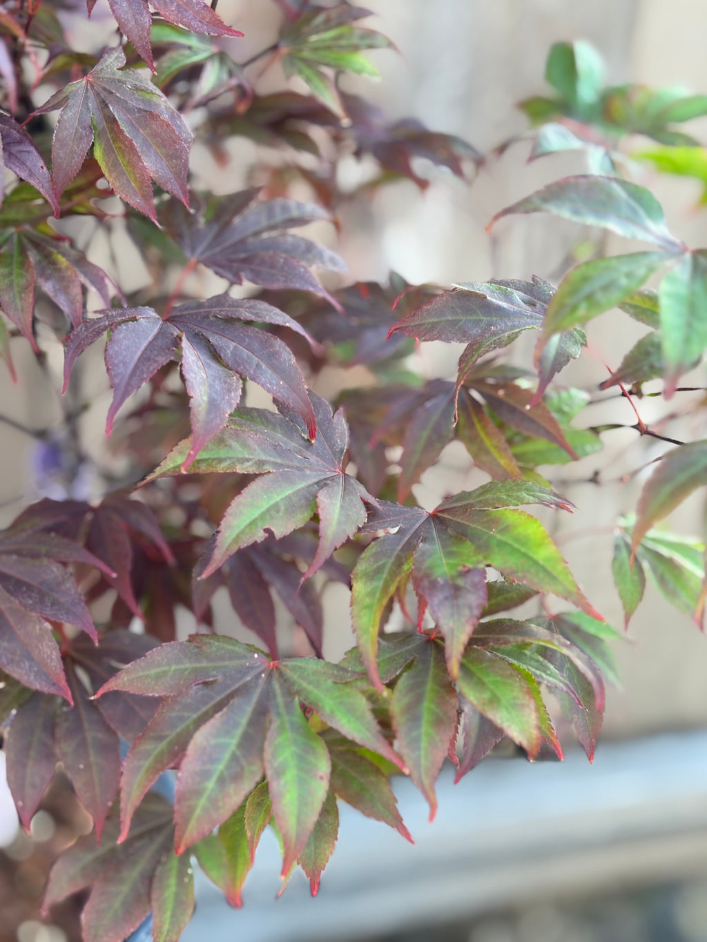 Acer Palmatum 'Adrain's Compact'