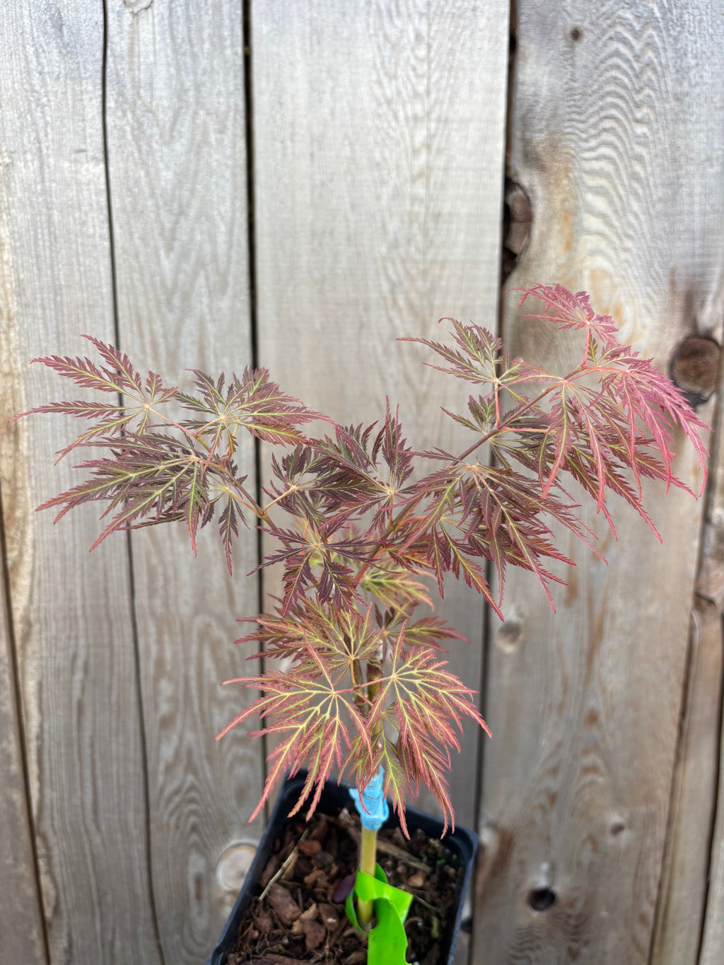Acer Palmatum ‘Dr.Brown’