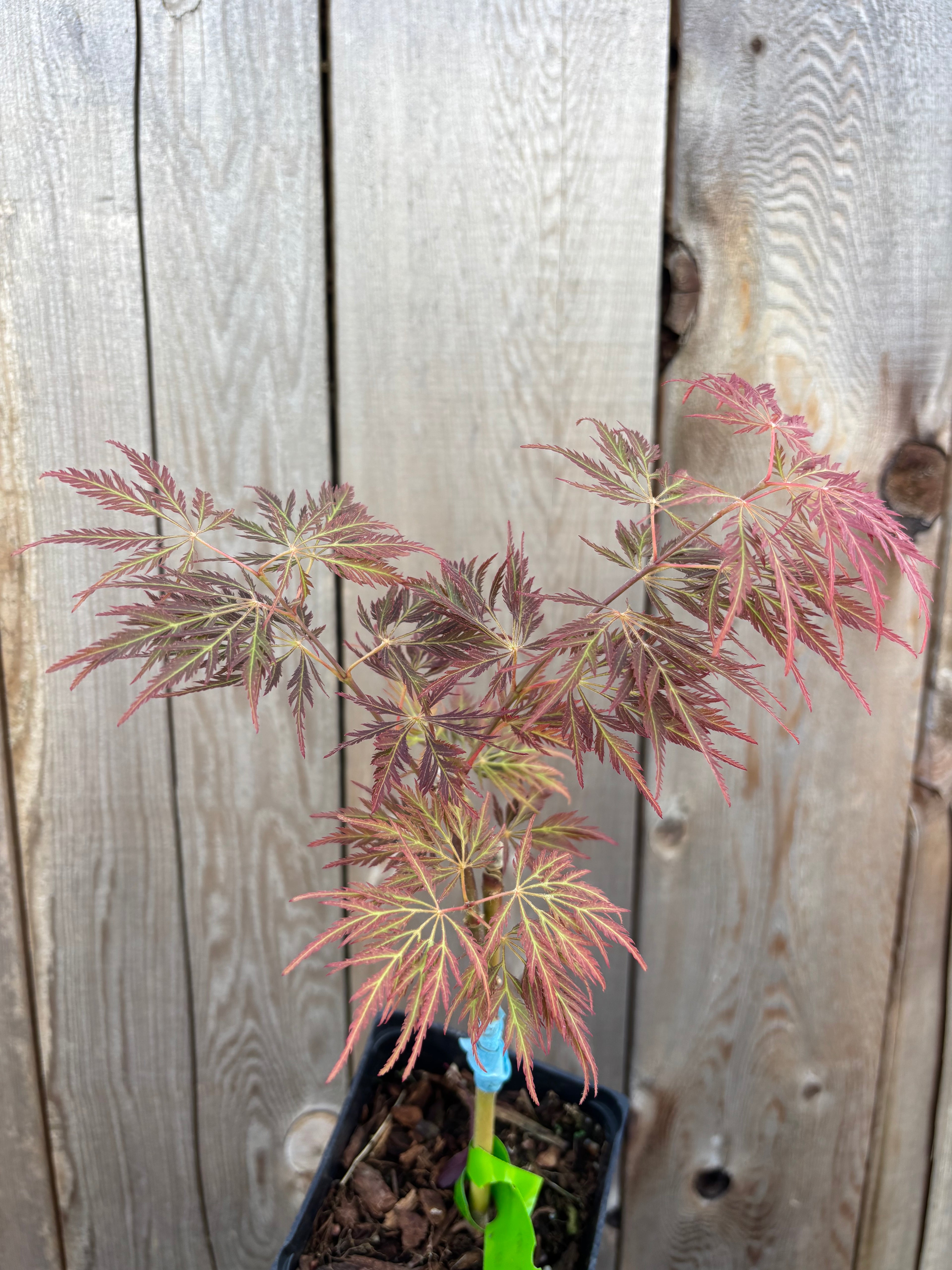 Acer Palmatum ‘Dr.Brown’