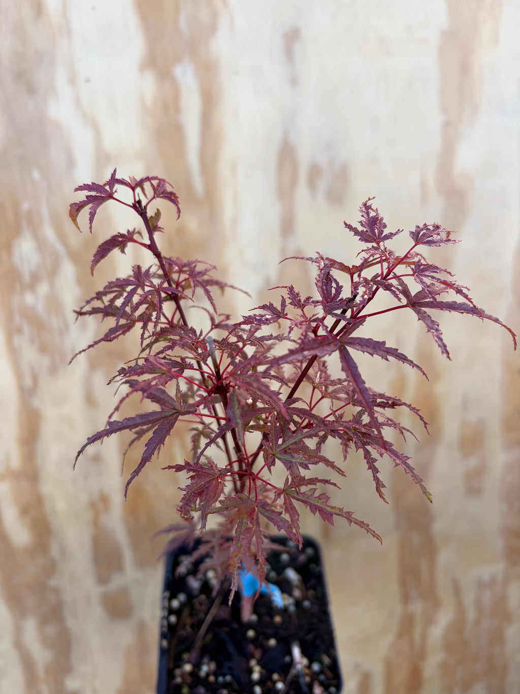 Acer Palmatum ‘Beni Komachi’