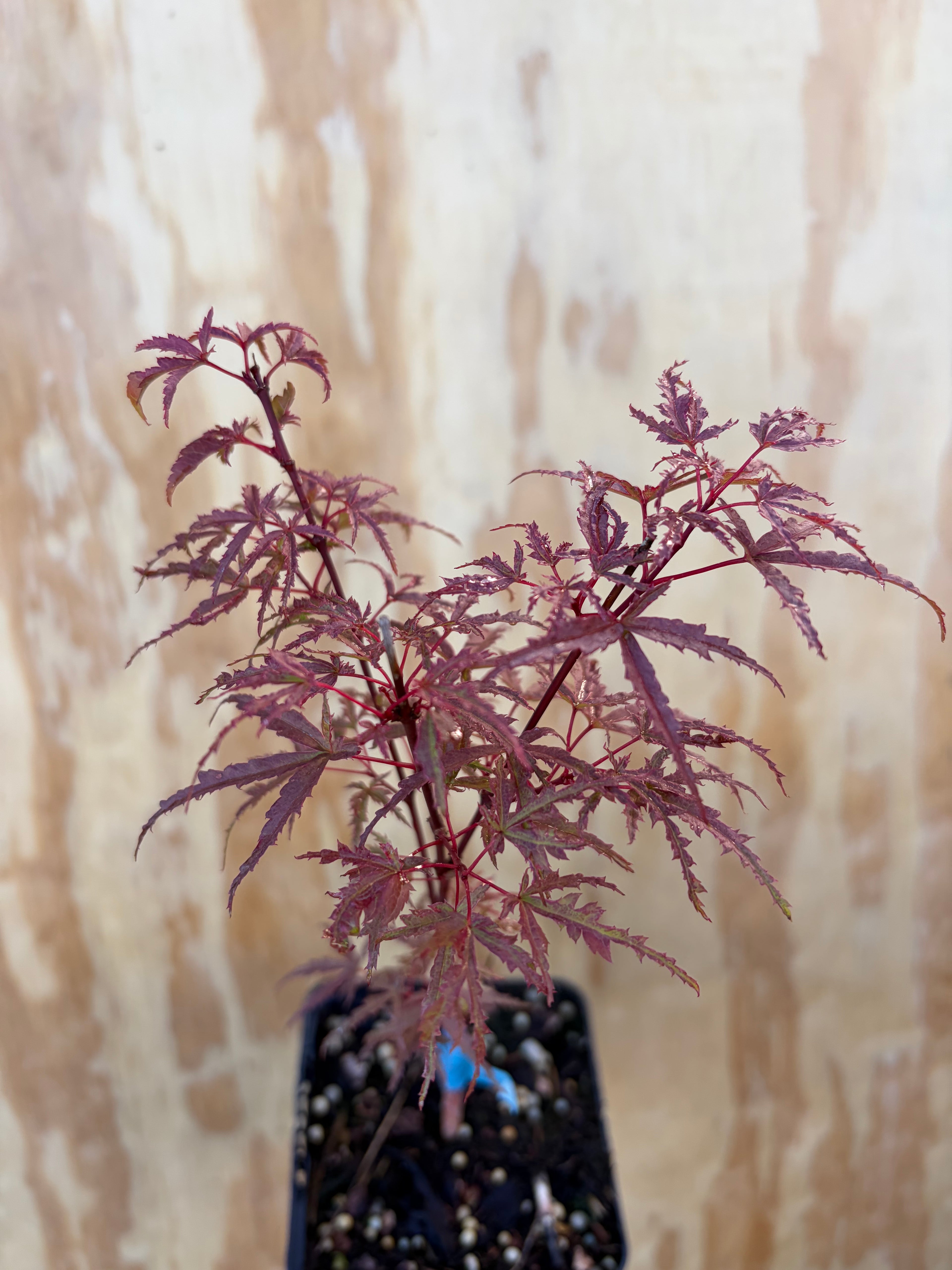 Acer Palmatum ‘Beni Komachi’