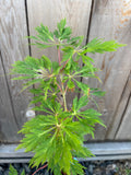 Acer Japonicum 'Oregon Fern'