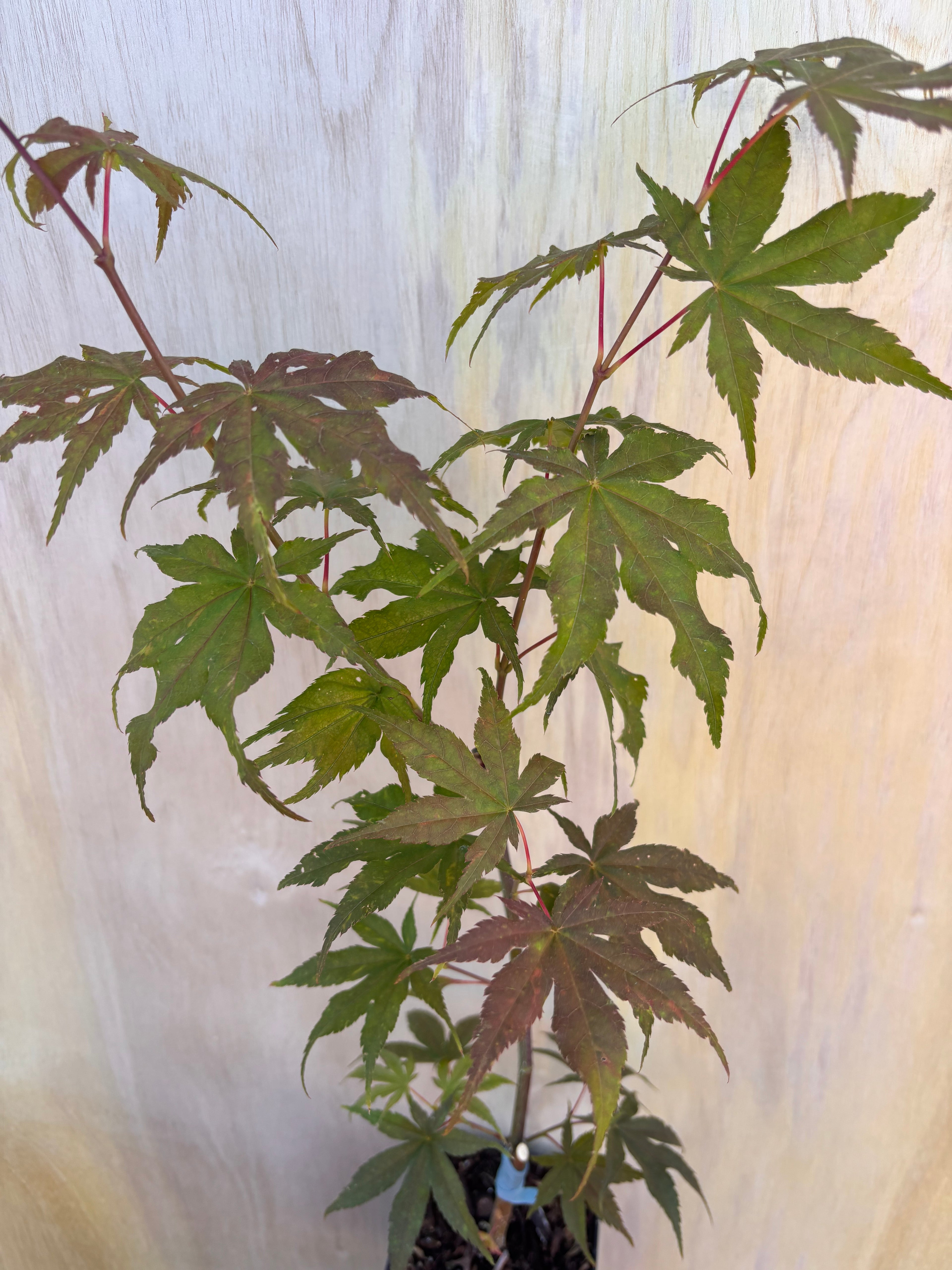 Acer Palmatum ‘Ghost Dancer’