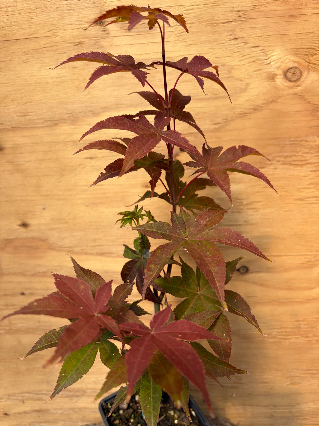 Acer Palmatum ‘Rhode Island Red’