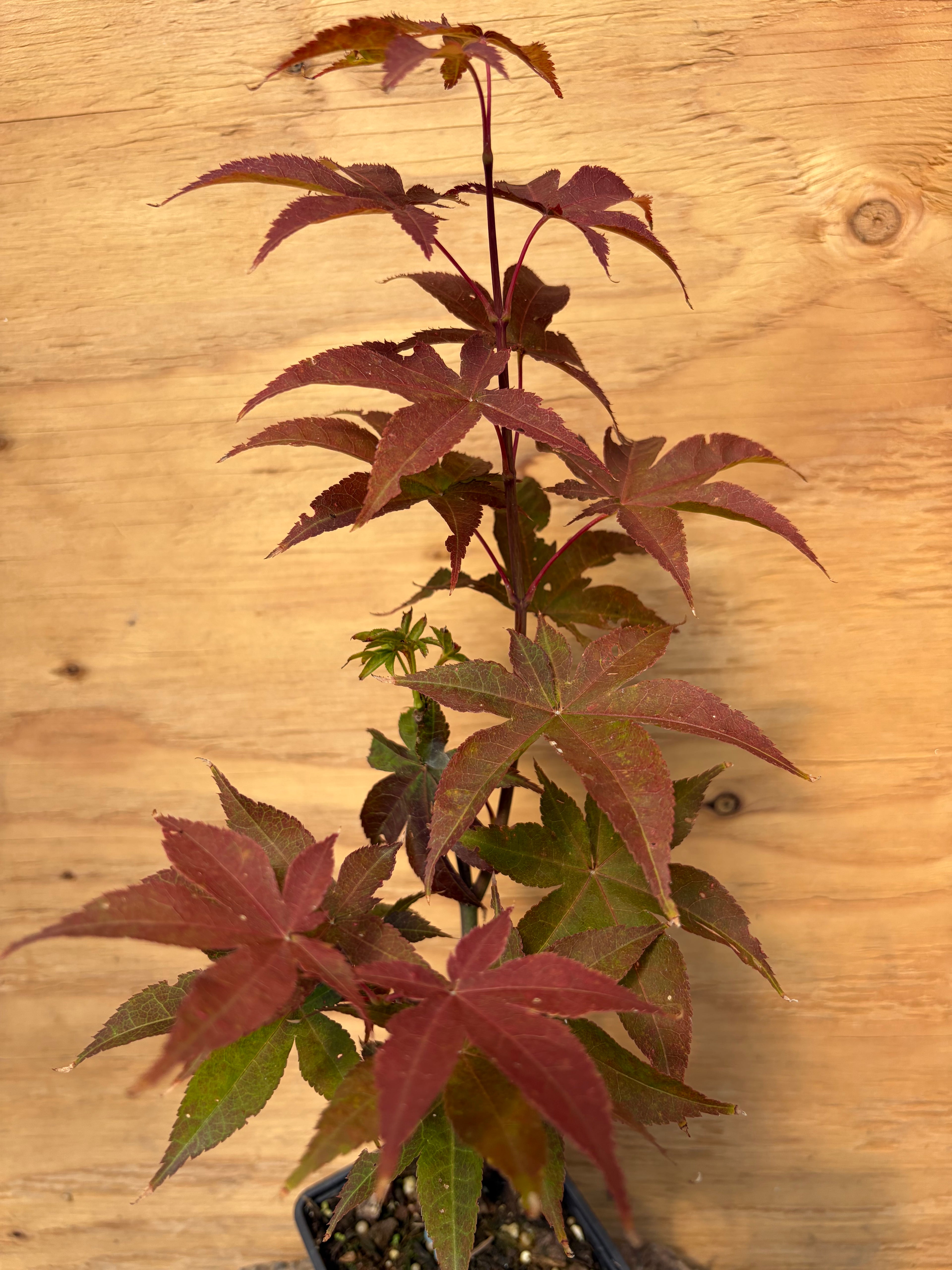 Acer Palmatum ‘Rhode Island Red’