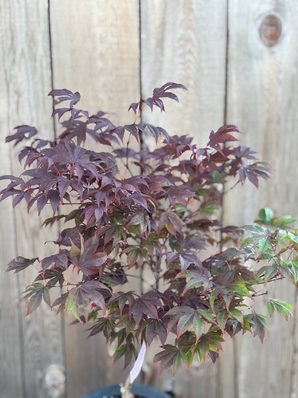 Acer Palmatum 'Adrain's Compact'