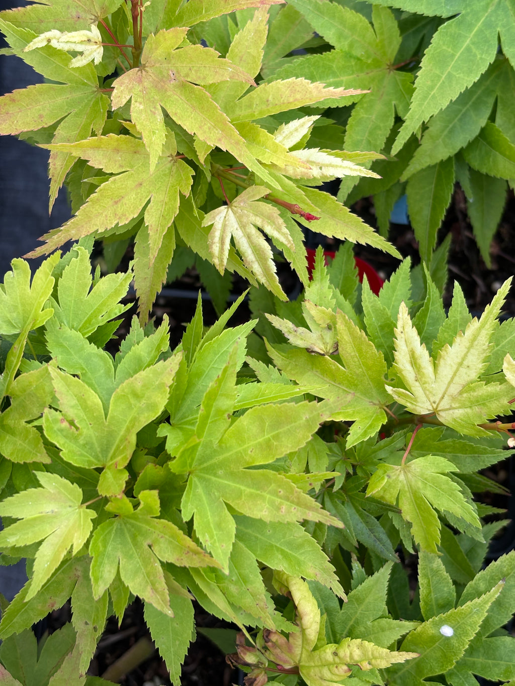 Acer Palmatum ‘Mayday’