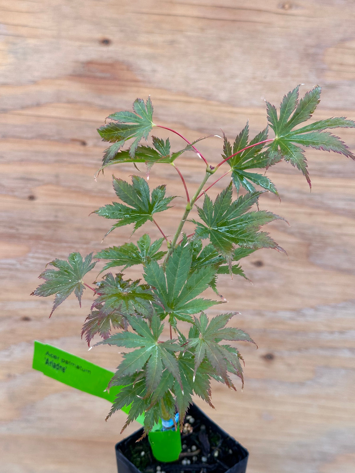 Acer Palmatum ‘Ariadne’