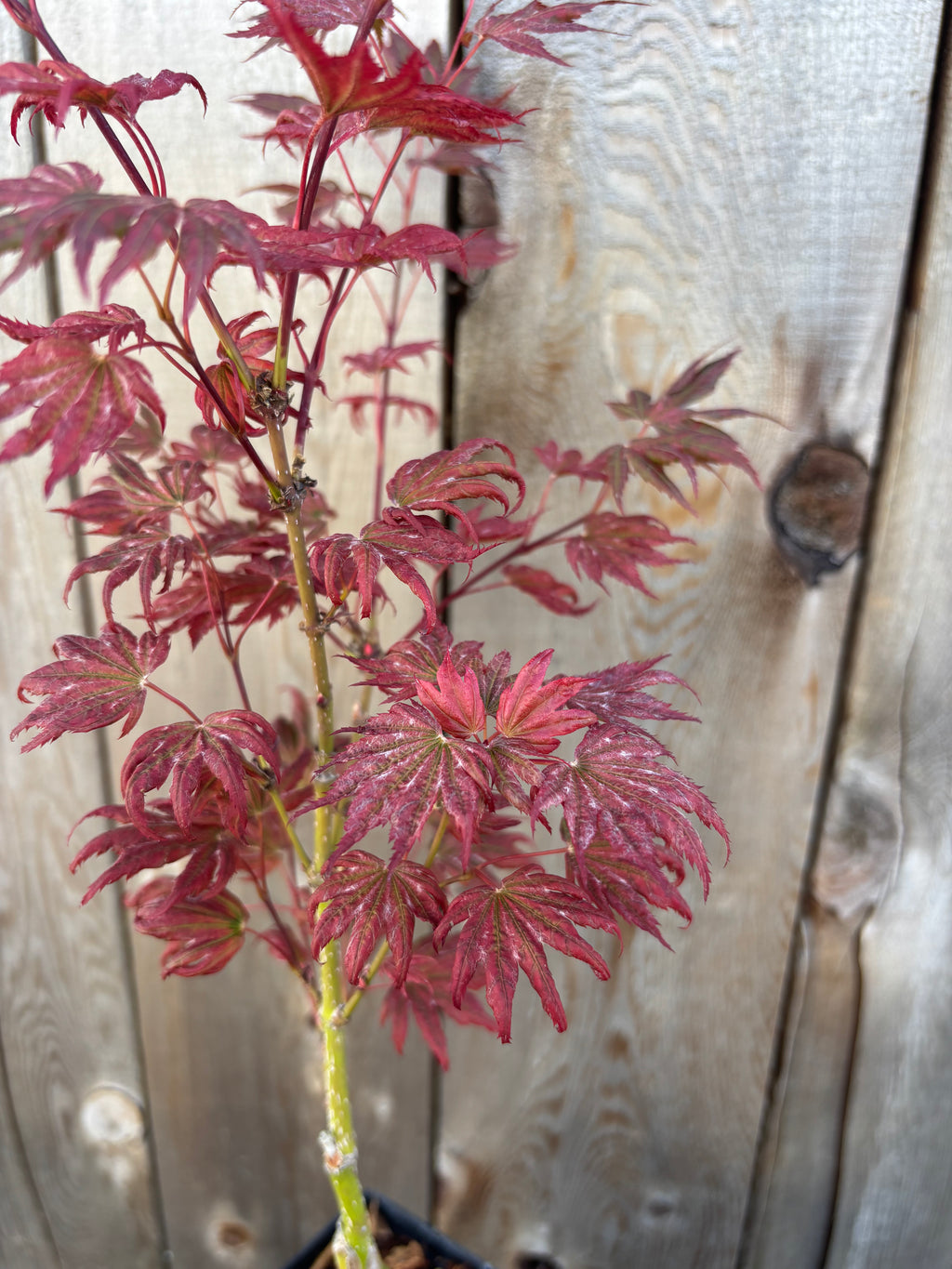 Acer Palmatum X ‘Purple Curl’