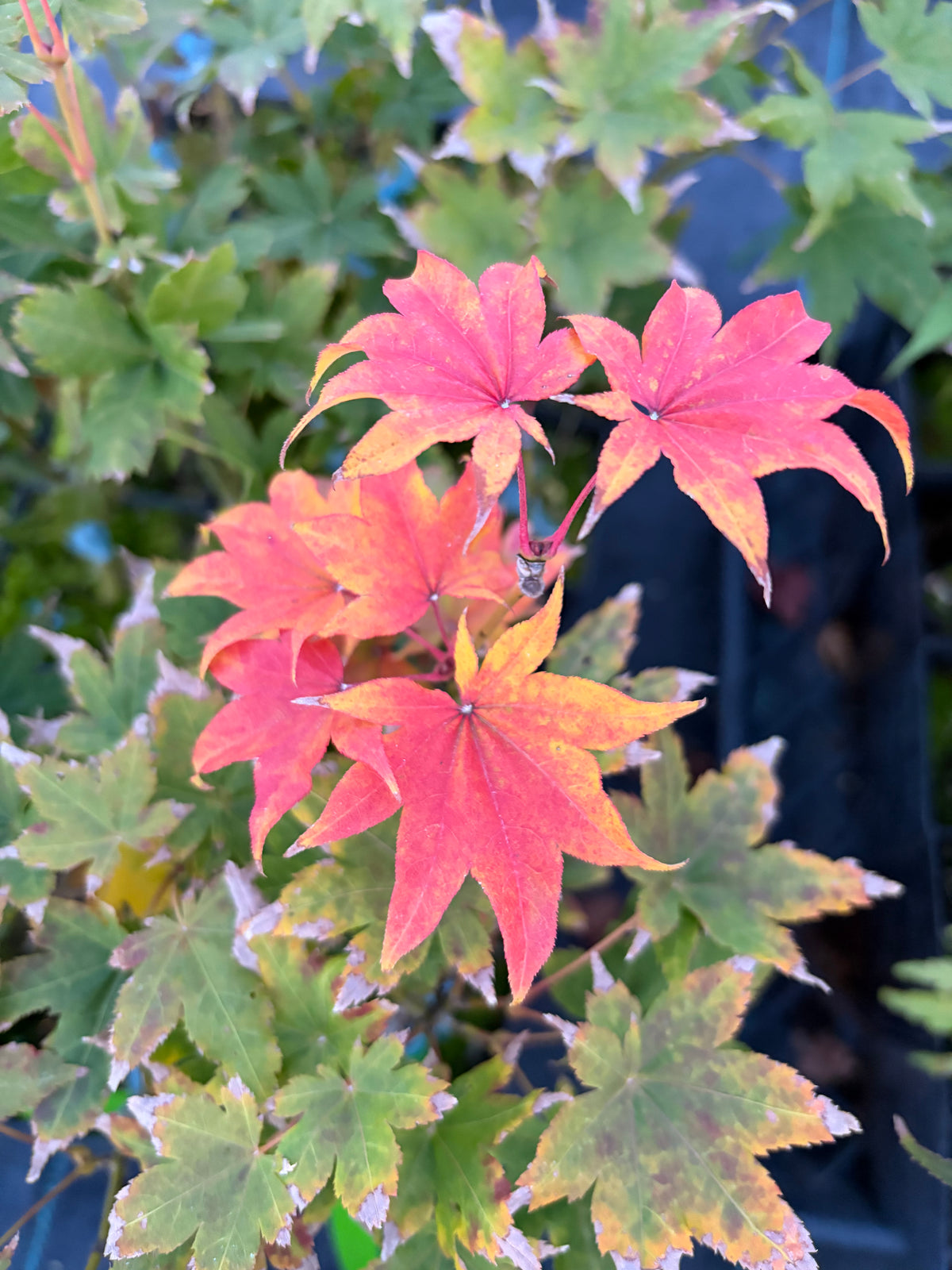 Acer Palmatum ‘Koyamadani Nishiki’