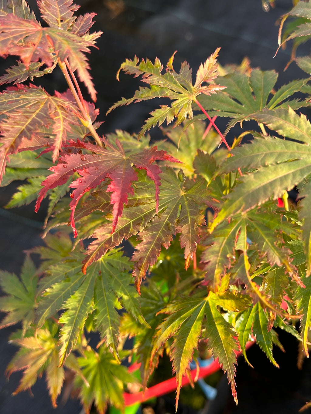 Acer Palmatum ‘Ariadne’