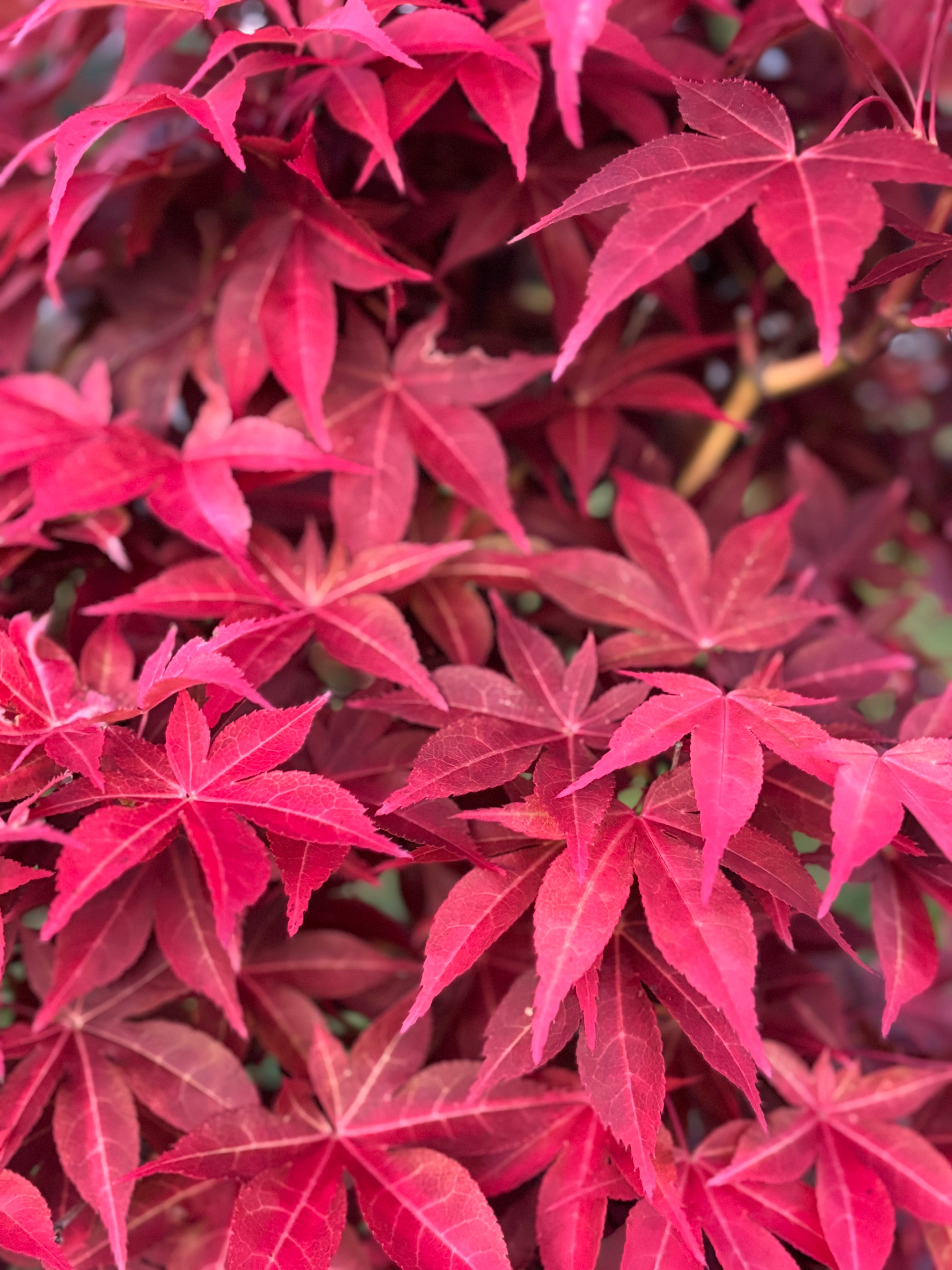 Acer Palmatum ‘Gable’s Glory’