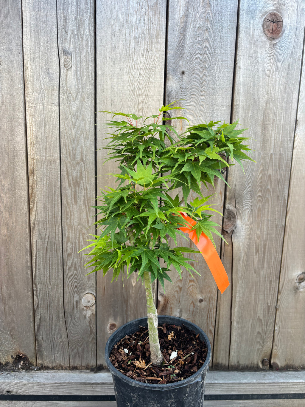 Acer Palmatum 'Mikawa Yatsubusa'