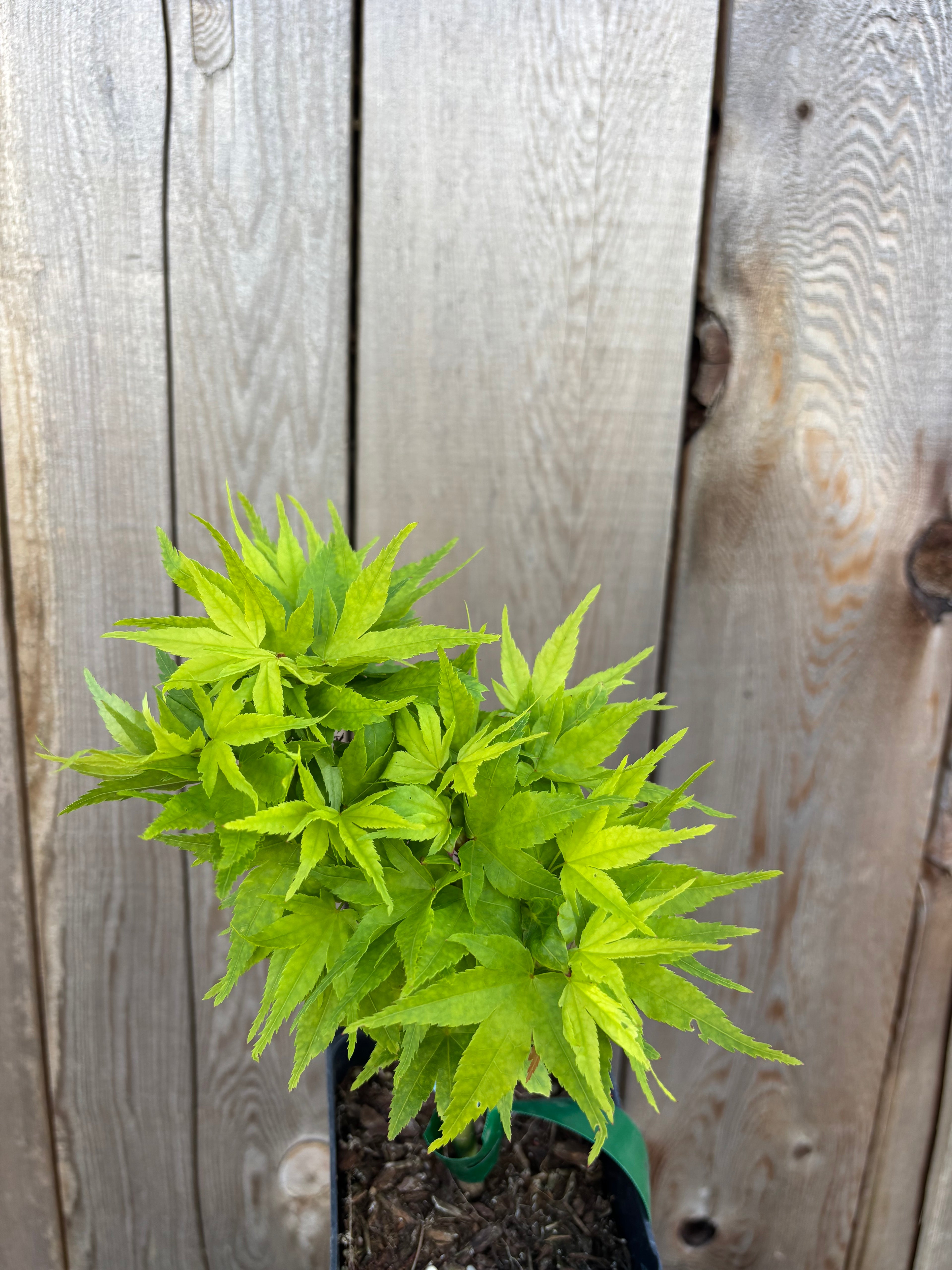 Acer Palmatum ‘Mikawa Yatsubusa’