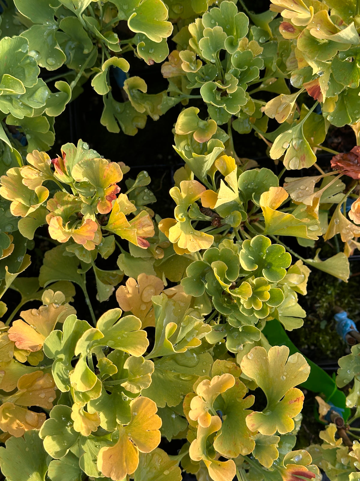 ginkgo biloba ‘mariken’