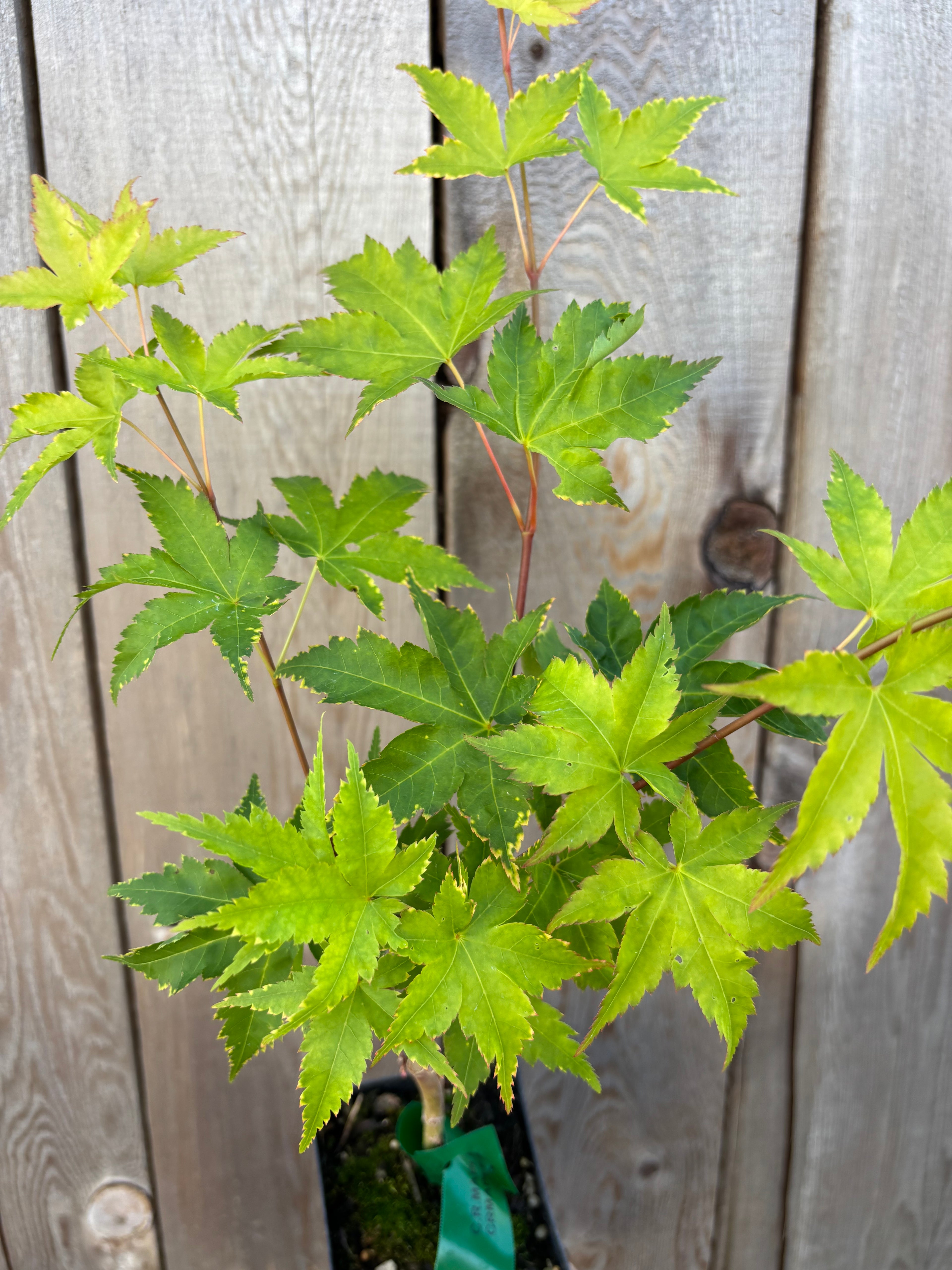 Acer Palmatum ‘Sagara Nishiki’