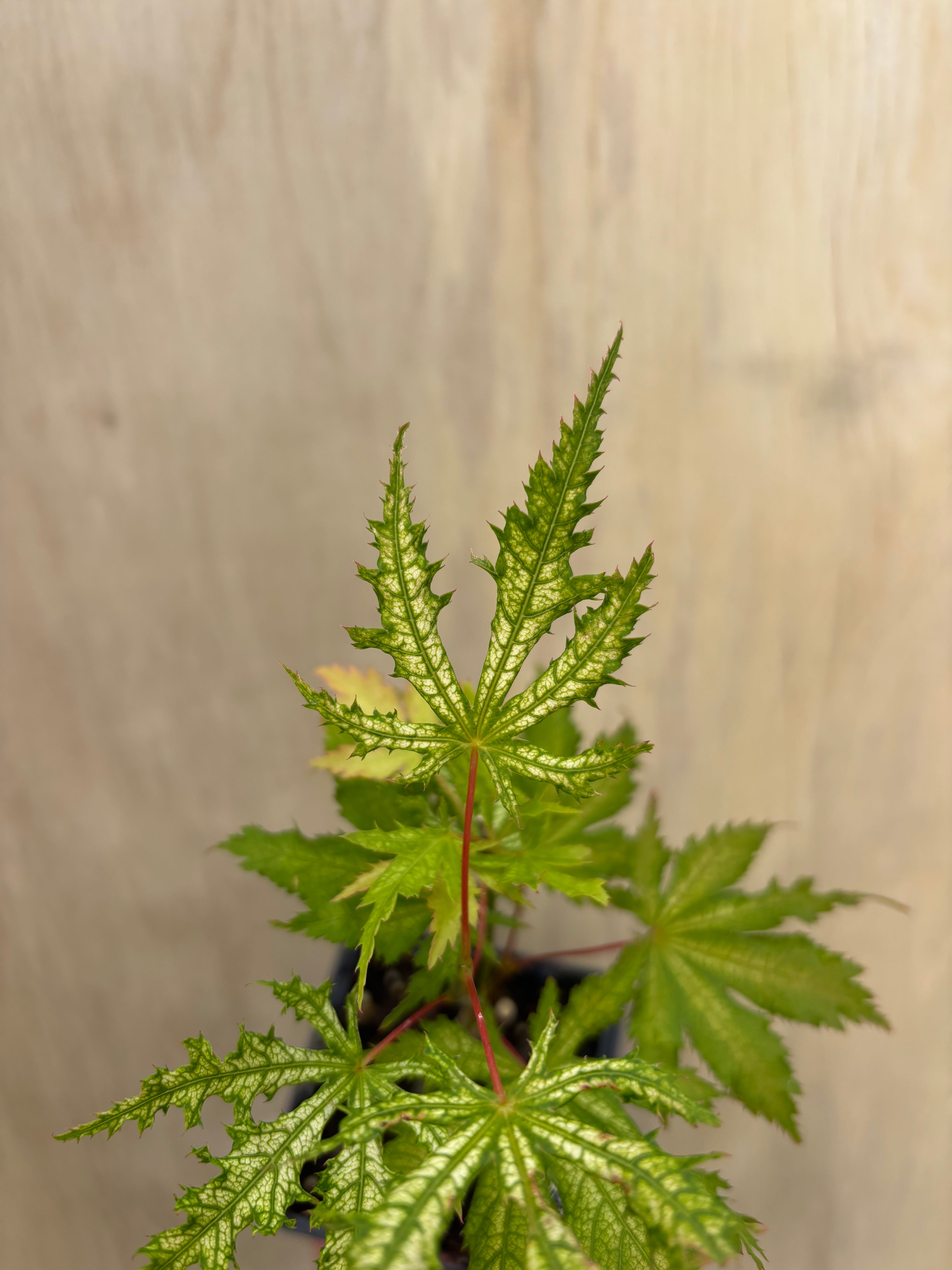 Acer Palmatum ‘Sister Ghost’