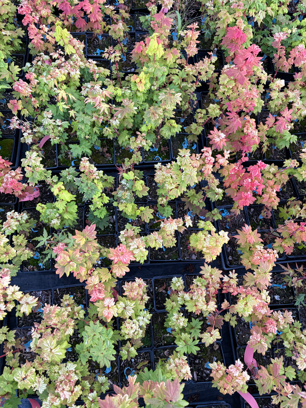 Acer Circinatum ‘Lil Gem’