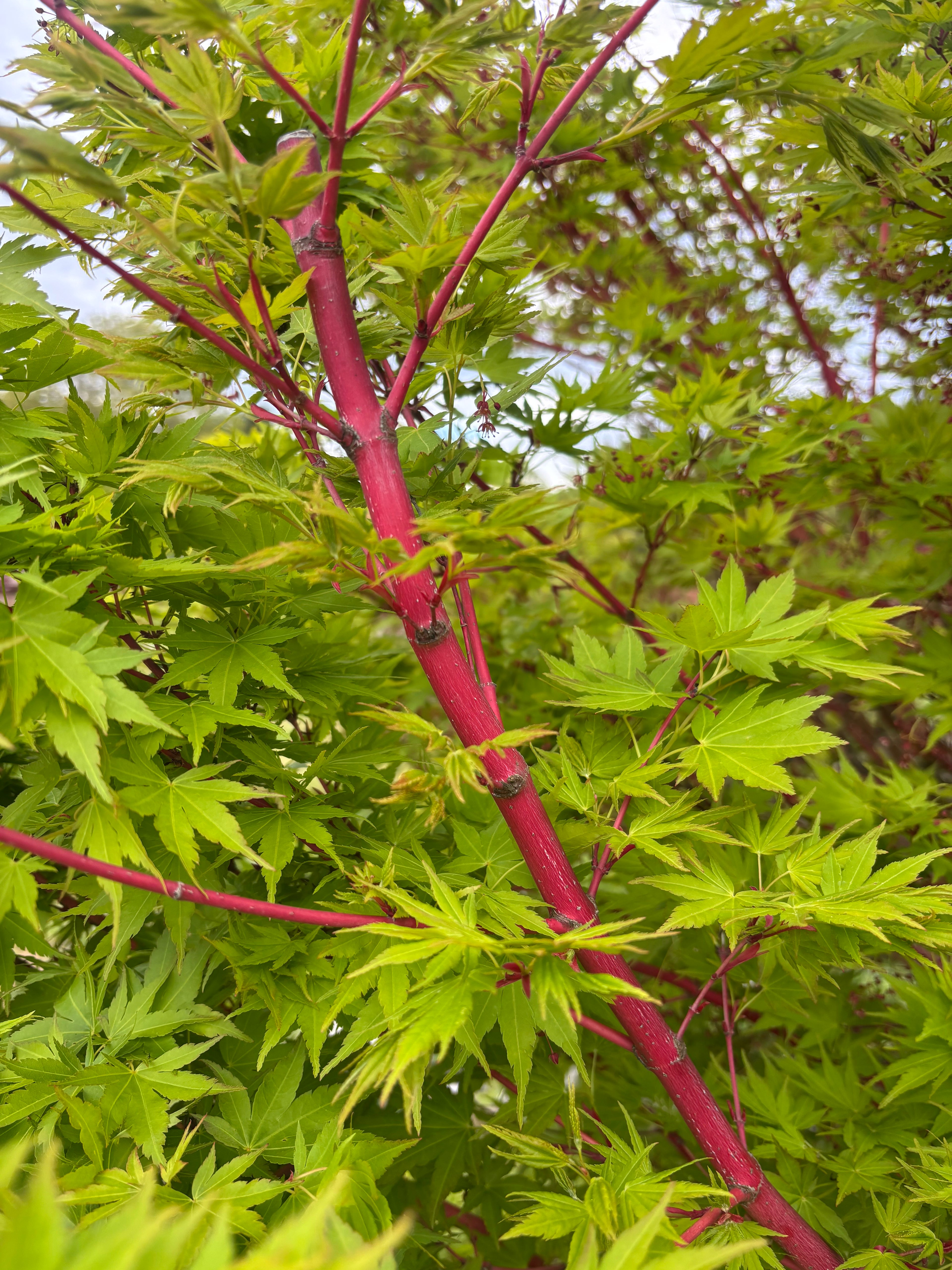 Acer Palmatum ‘Sango Kaku’