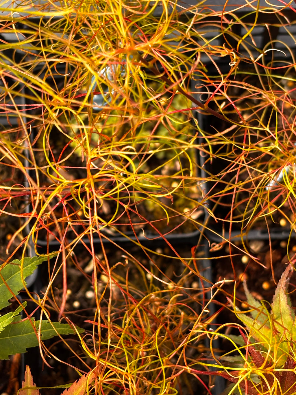 Acer Palmatum ‘Fairy Hair’