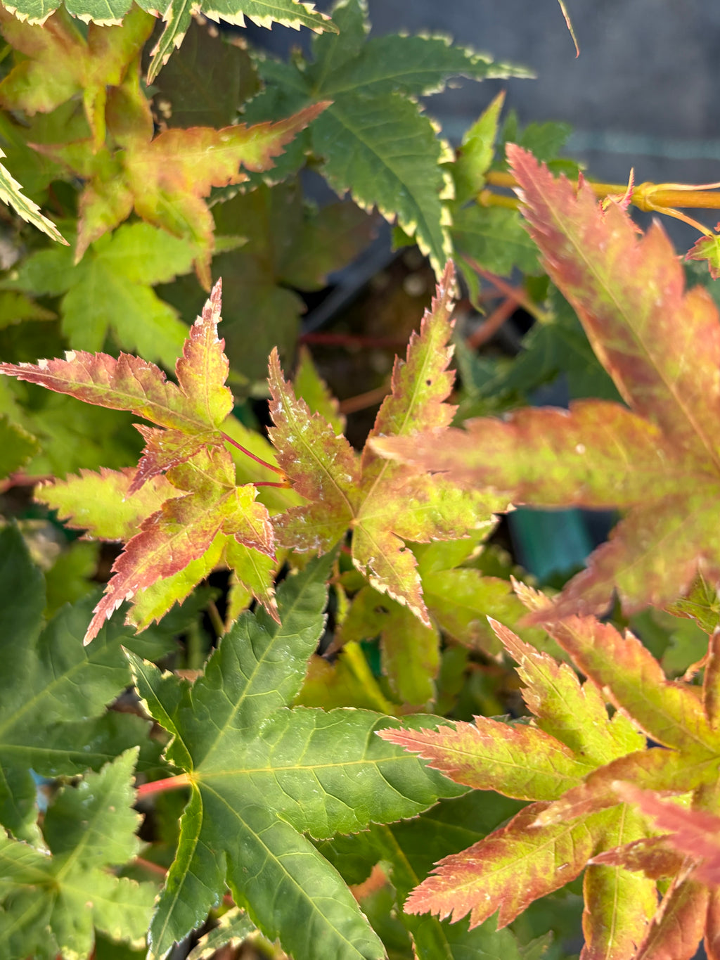 Acer Palmatum ‘Sagara Nishiki’