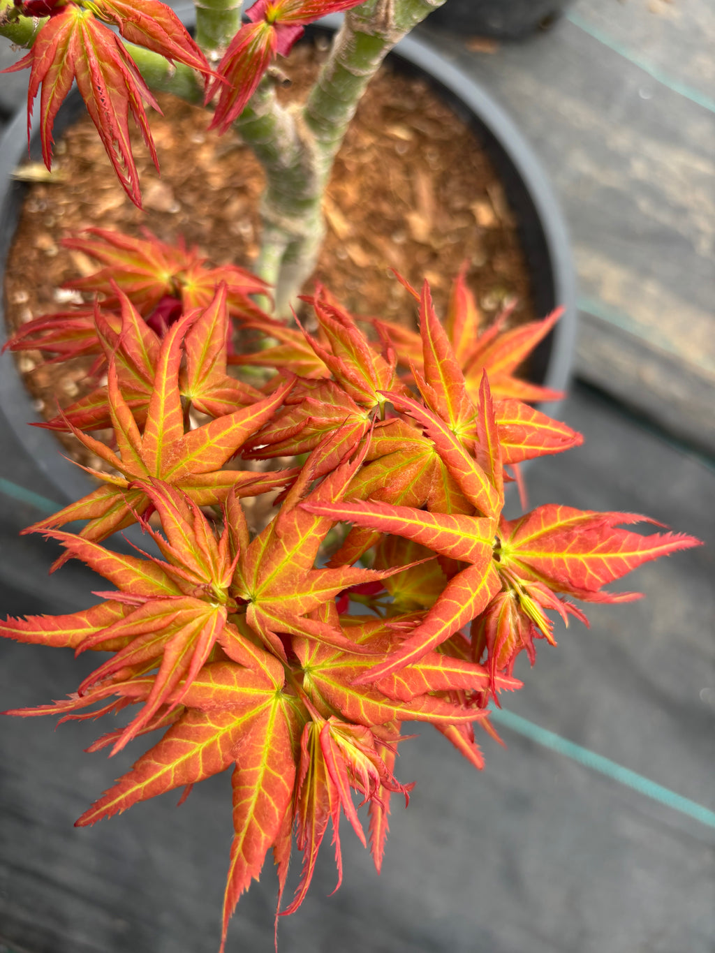 Acer Palmatum ‘Japanese Princess’