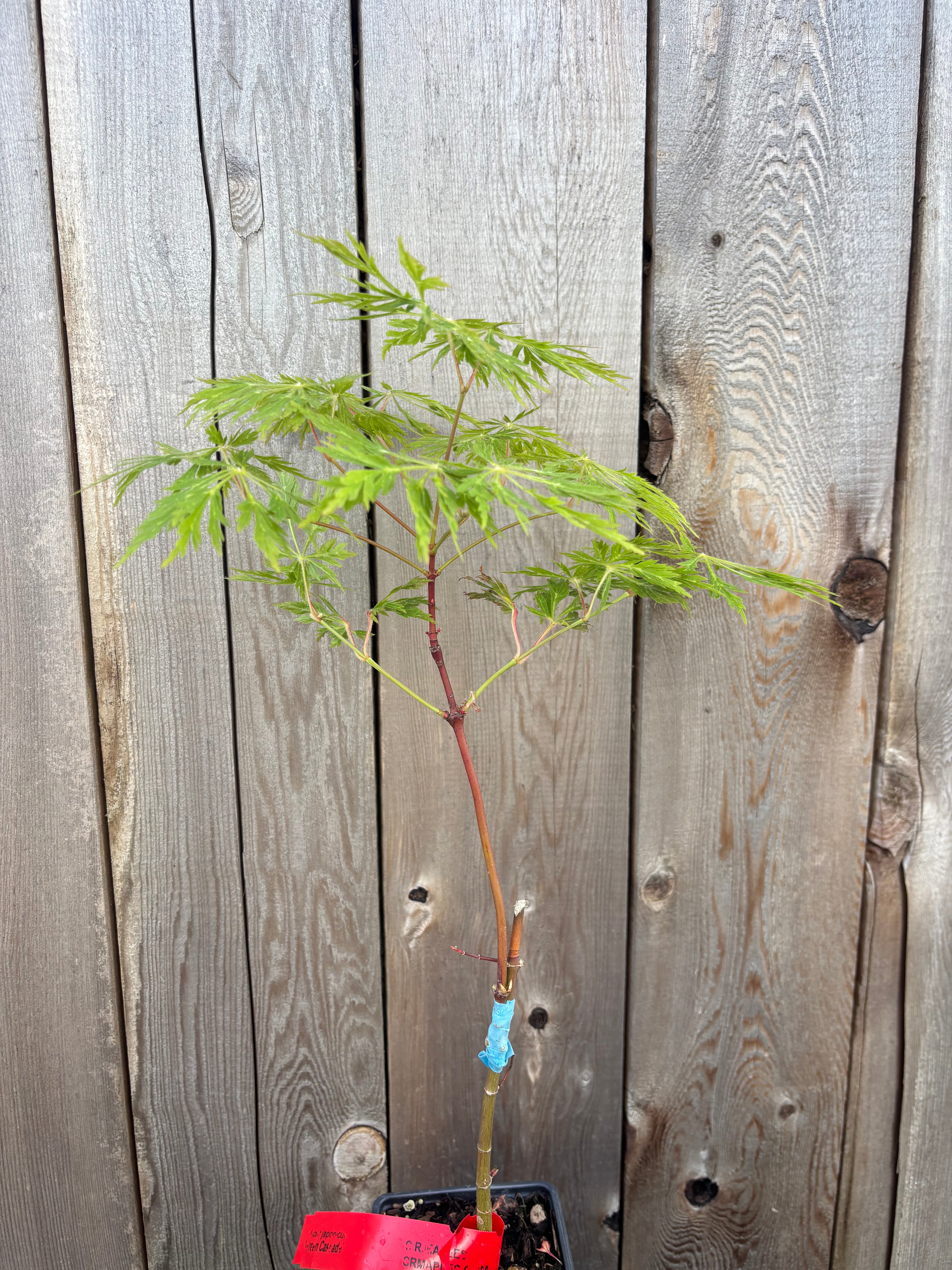 Acer Japonicum ‘Green Cascade’