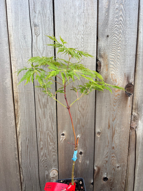 Acer Japonicum ‘Green Cascade’