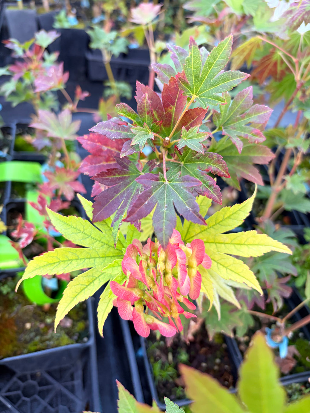A.Sieb. ‘Ogurayama’