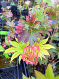 A.Sieb. ‘Ogurayama’