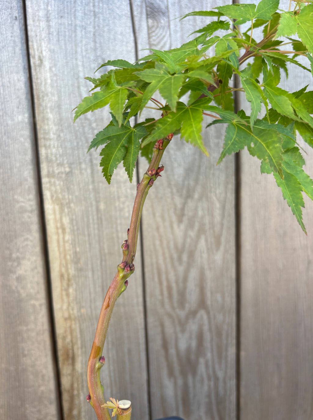Acer Palmatum ‘Sekka Yatsubusa’
