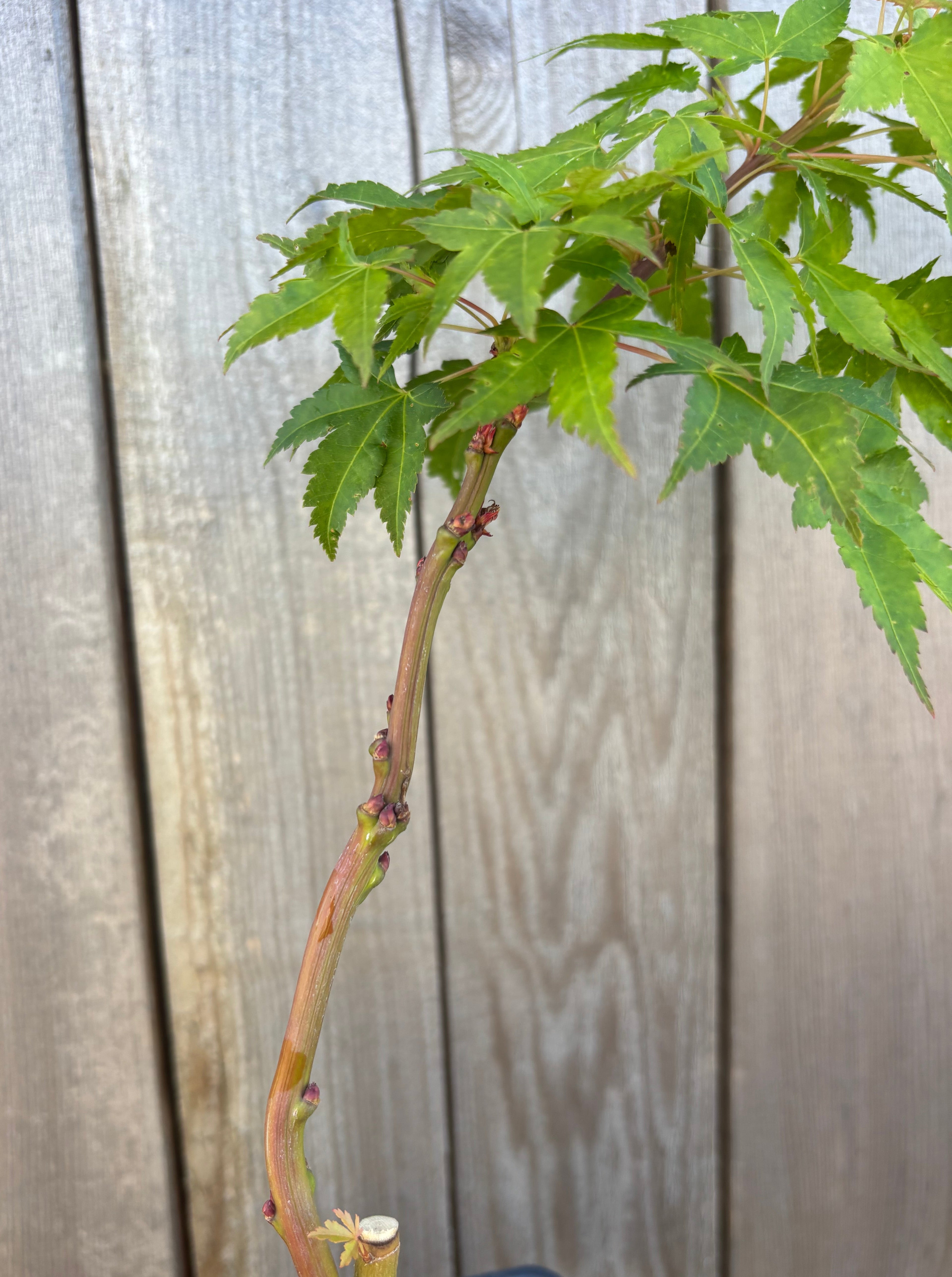 Acer Palmatum ‘Sekka Yatsubusa’