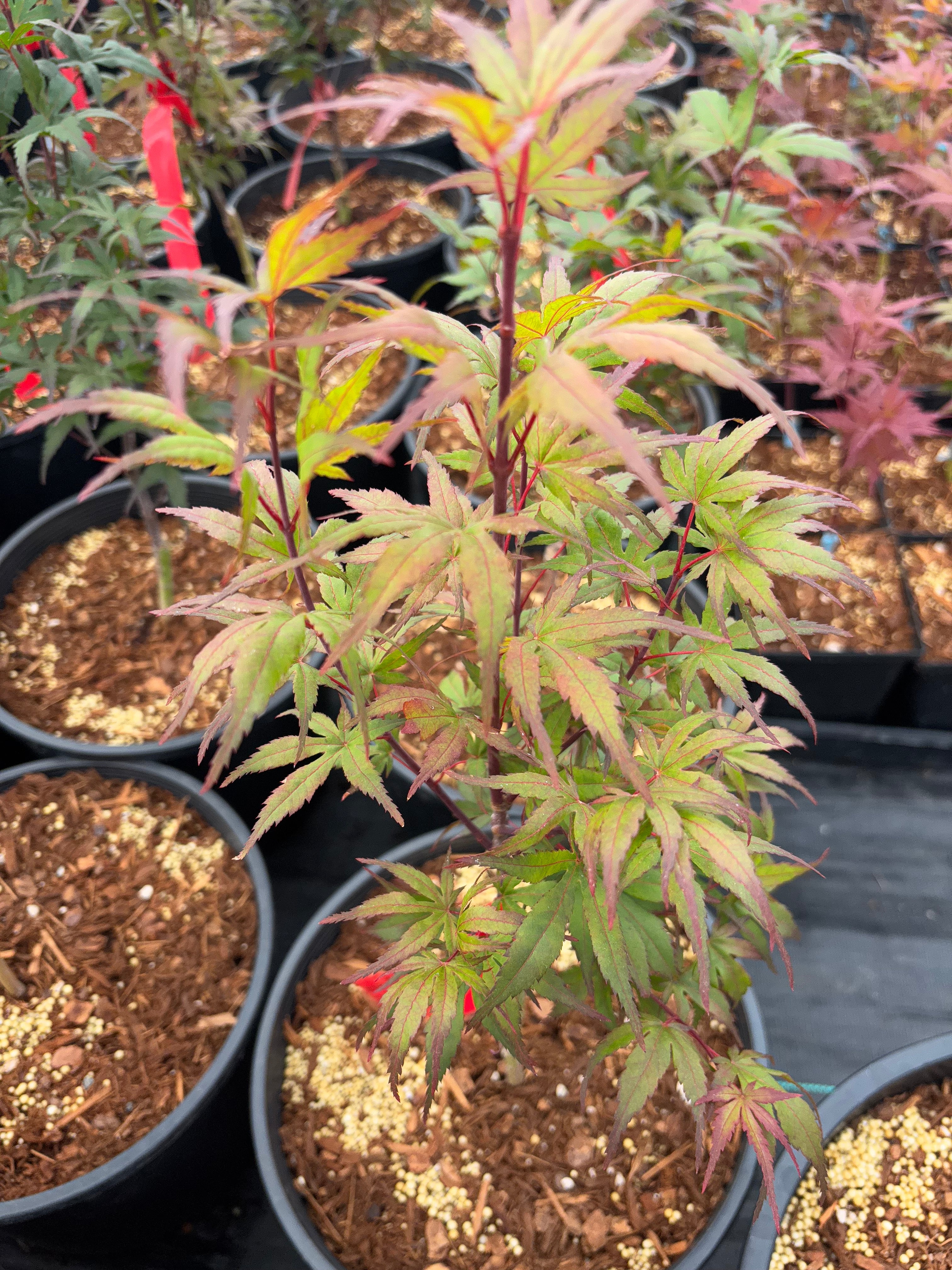 Acer Palmatum ‘Angel The Prince’
