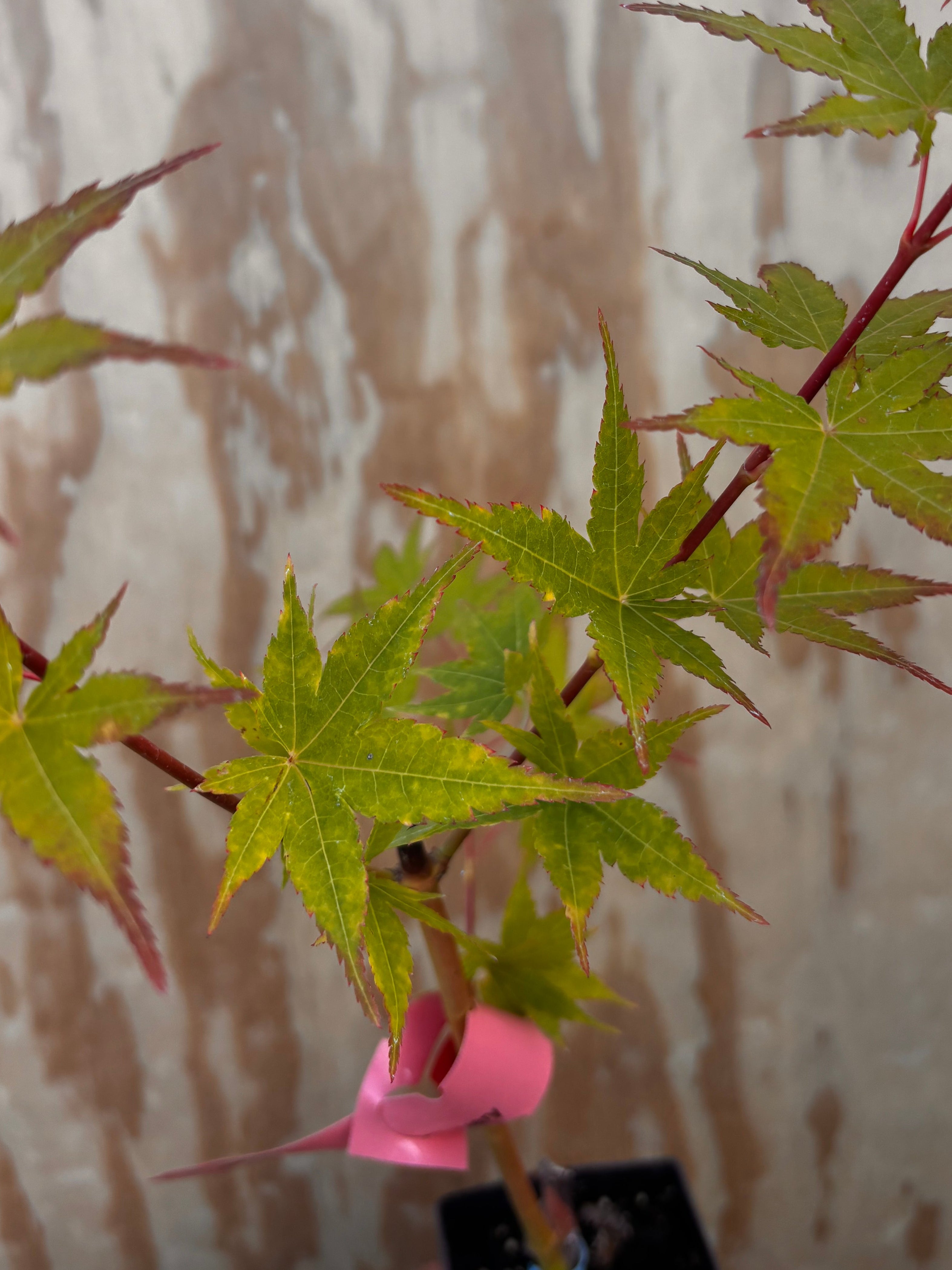 Acer Palmatum ‘Japanese Sunrise’