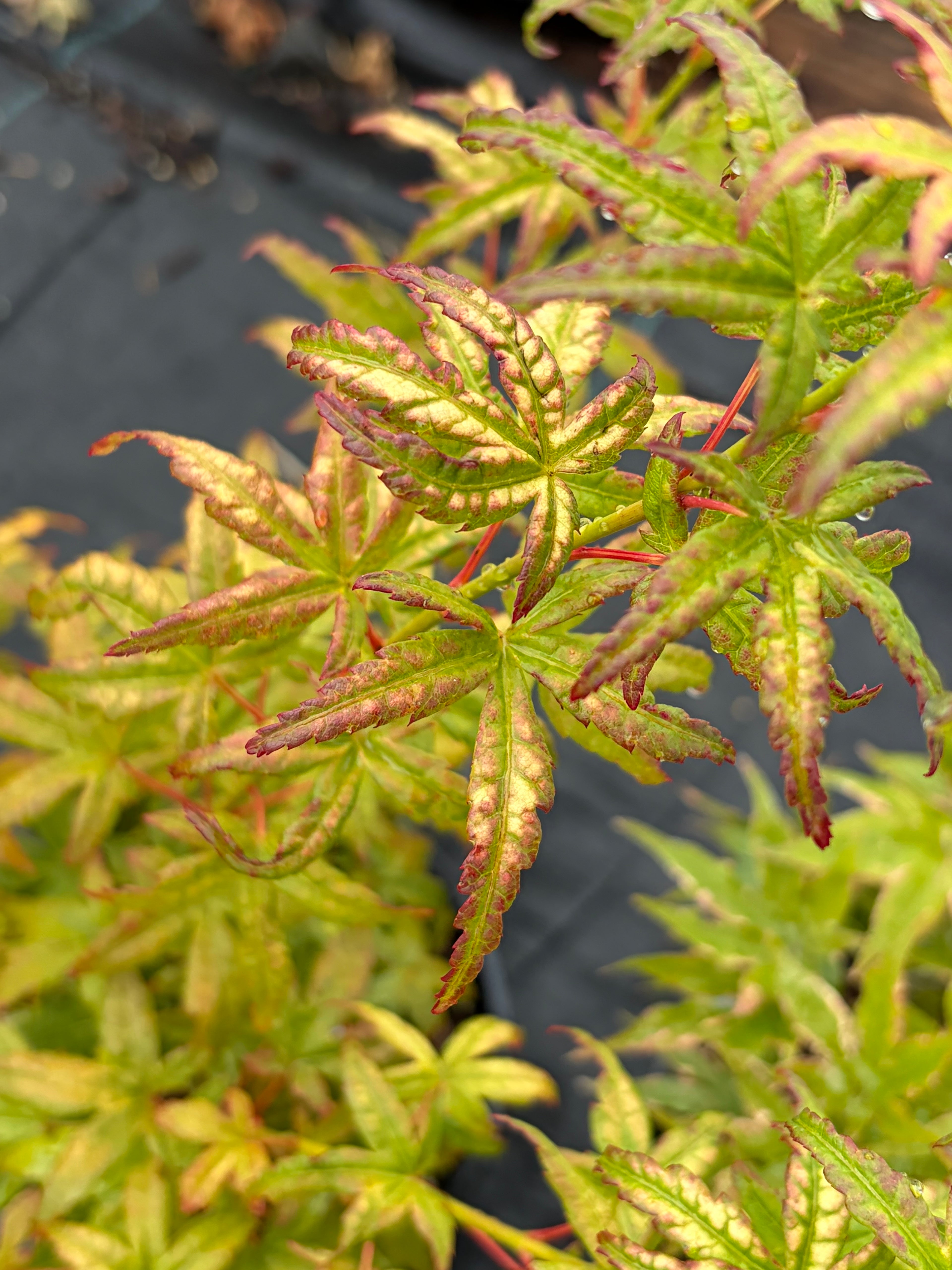 Acer Palmatum ‘Gabriela Mendoza’ RARE