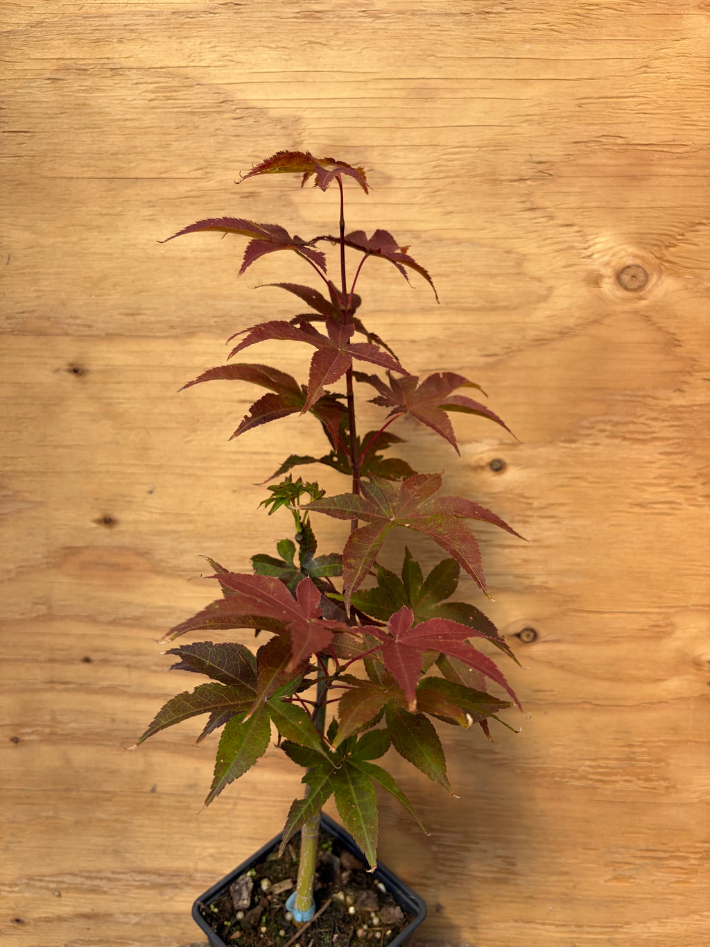 Acer Palmatum ‘Rhode Island Red’