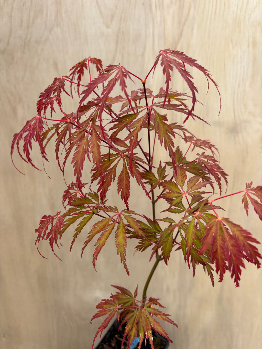 Acer Palmatum Dissectum ‘Heartbeat’