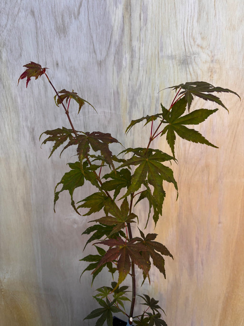 Acer Palmatum ‘Ghost Dancer’