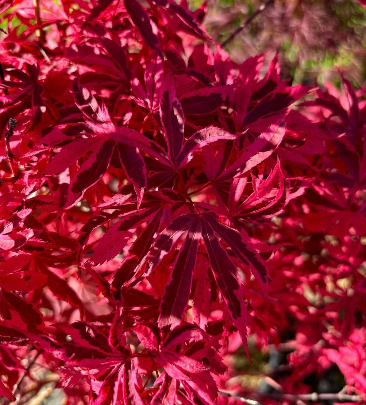 Acer Palmatum ‘Giesha Gone Wild’