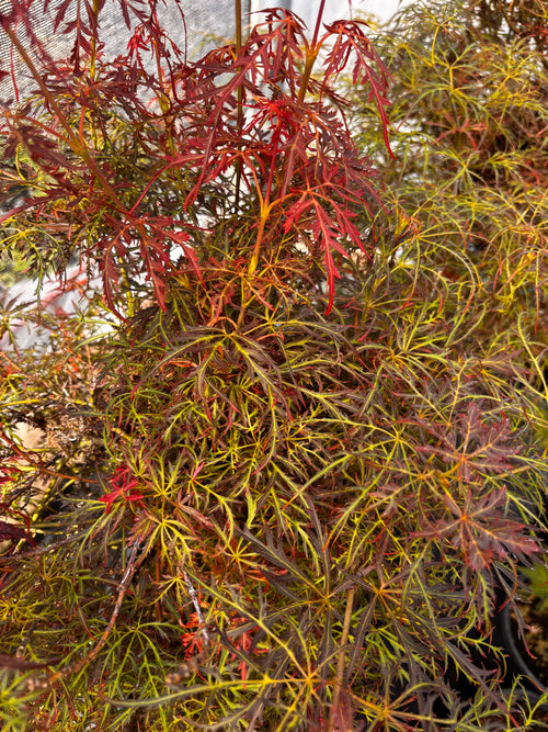Acer Palmatum ‘Baby Lace’