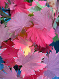 Acer Japonicum ‘O Otaki’