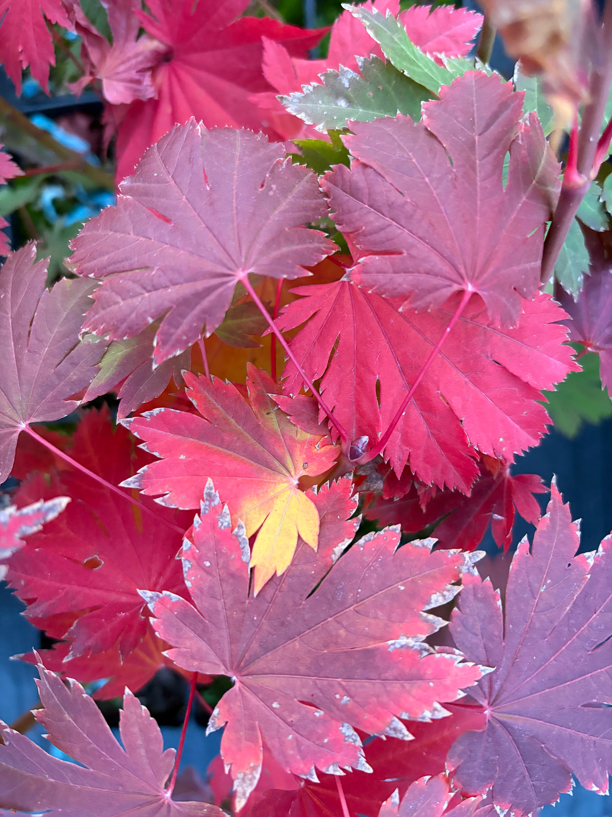 Acer Japonicum ‘O Otaki’