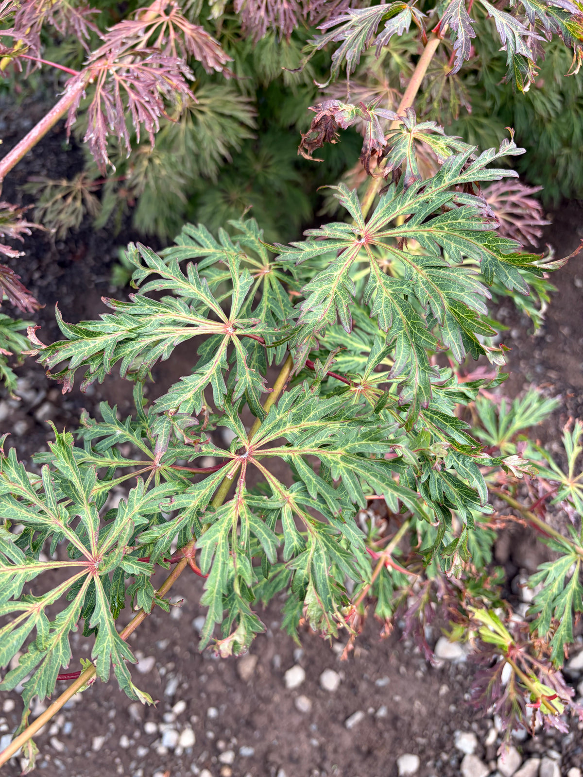 Acer Japonicum ‘Oregon Fern’