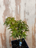 Acer Palmatum ‘Lima Gold’