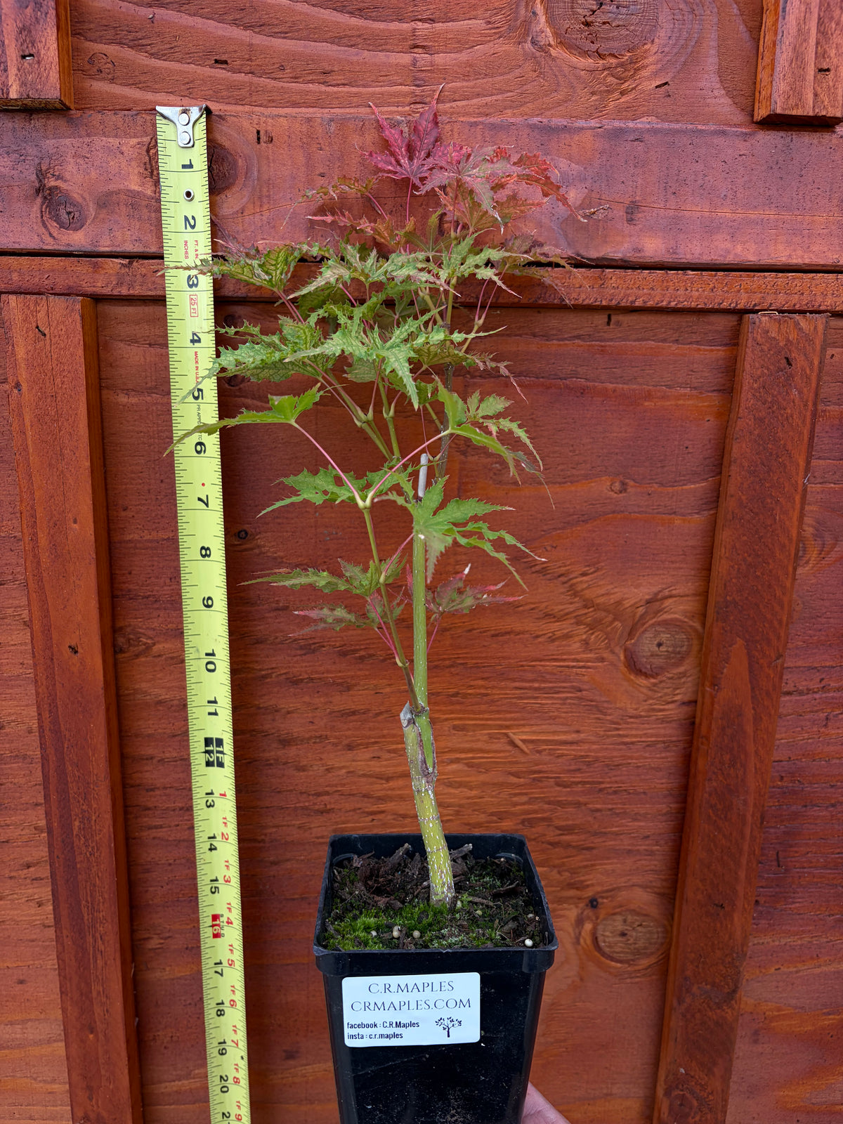 Acer Palmatum ‘Grandma Ghost’