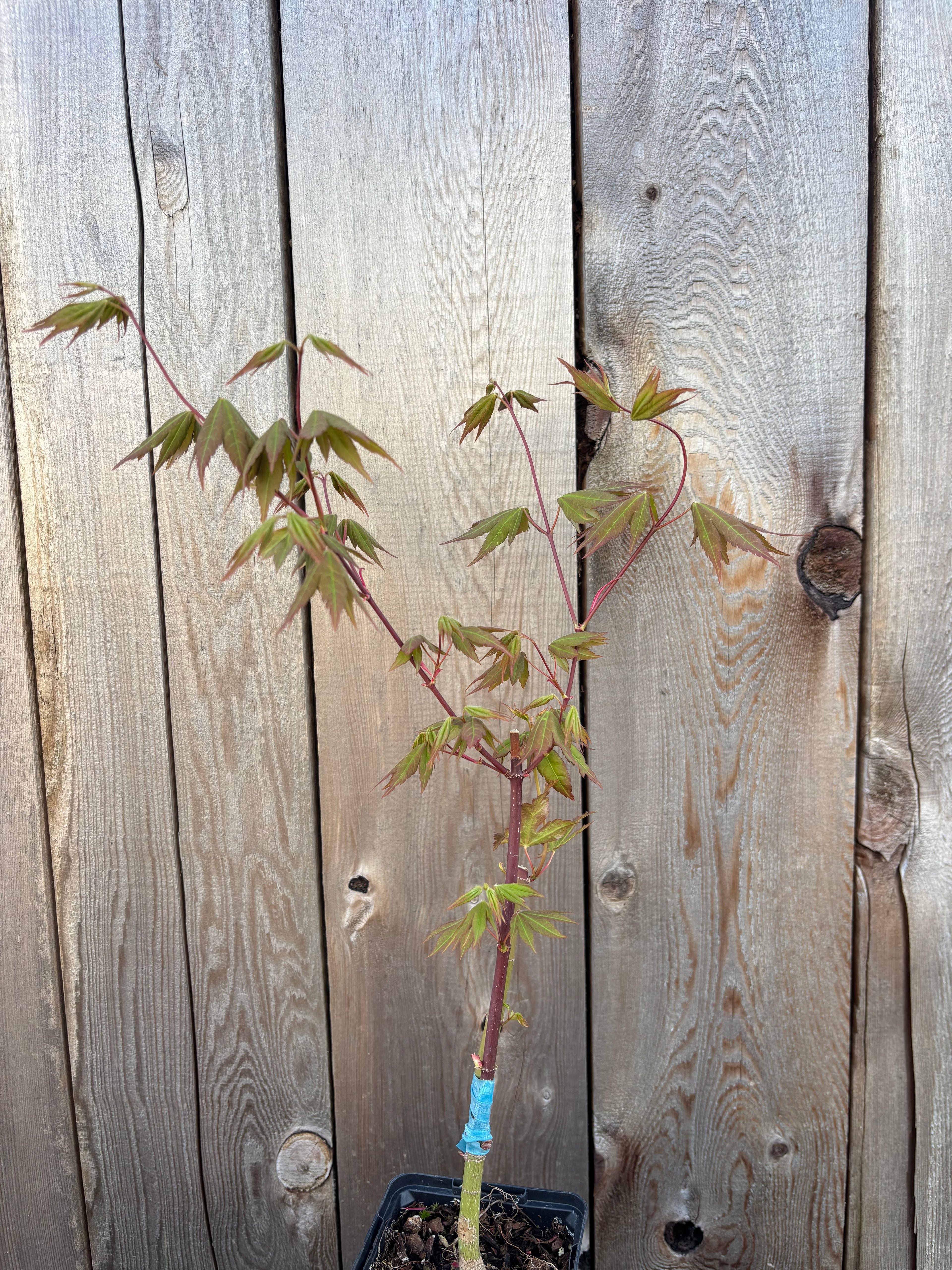 Acer Shirasawanum ‘Garden Glory’